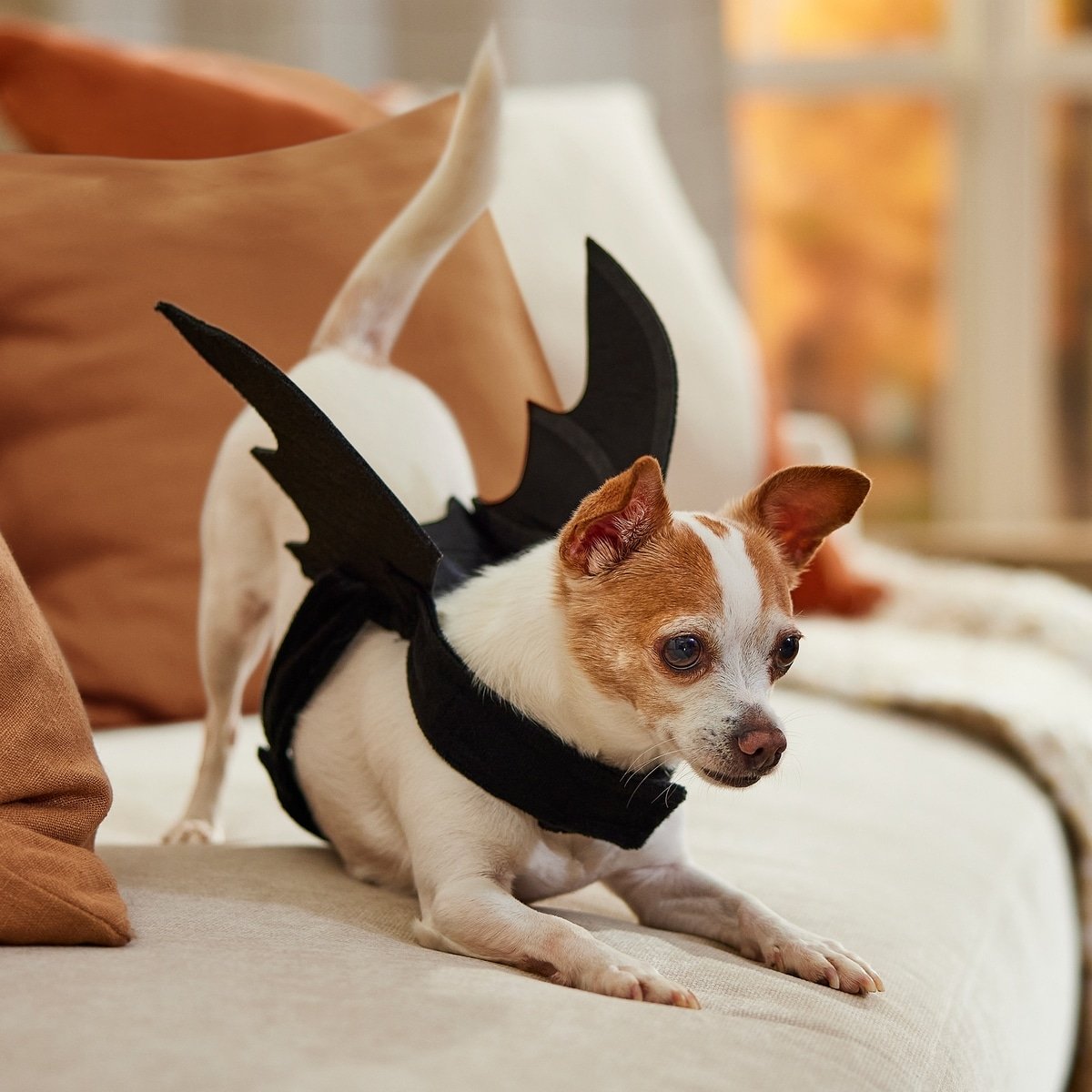 Frisco Bat Wings Dog & Cat Costume