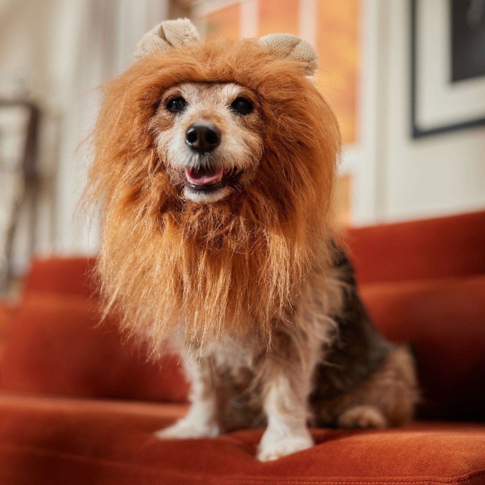 Frisco Lion Mane Dog & Cat Costume